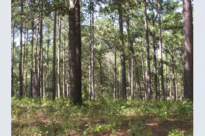 Tbd22 Fm 256 N, Woodville, TX 75979 - Photo 4