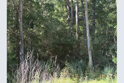 Tract 51 Black Cat Road, Sour Lake, TX 77659 - Photo 4
