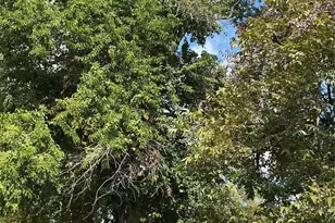 3013 Reid St, Houston, TX 77026 - Photo 16