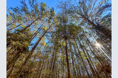 000 Forest Service Road 527, Apple Springs, TX 75926 - Photo 10