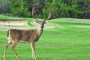 1912 Santa Cruz Cir, Leander, TX 78645 - Photo 4