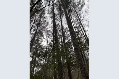 Hall Survey, Colmesneil, TX 75938 - Photo 24