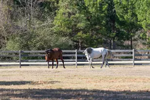 36003 Post Oak Cir, Magnolia, TX 77355 - Photo 44