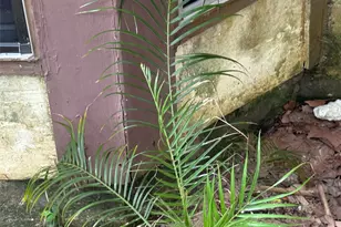 4529 Coronado St, Seabrook, TX 77586 - Photo 6
