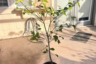 10831 Sandpiper Dr, Houston, TX 77096 - Photo 14