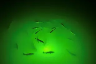 1101 Fountain View Dr, Crystal Beach, TX 77650 - Photo 46