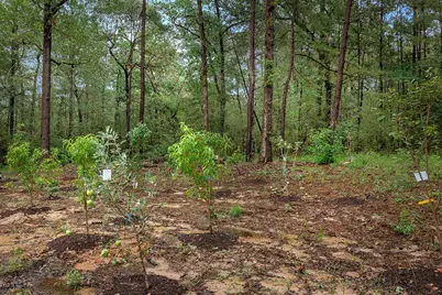 Tbd Saratoga Woods Drive, Montgomery, TX 77316 - Photo 6