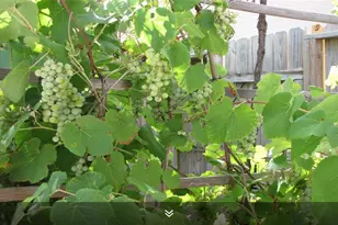 11423 Wickersham Ln, Houston, TX 77077 - Photo 24