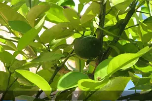 11423 Wickersham Ln, Houston, TX 77077 - Photo 30