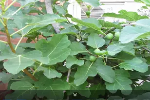 11423 Wickersham Ln, Houston, TX 77077 - Photo 28