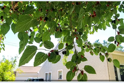 11423 Wickersham Lane, Houston, TX 77077 - Photo 22