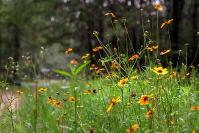 23514 Saratoga Woods Drive, Montgomery, TX 77316 - Photo 24