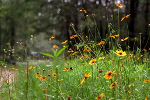 23514 Saratoga Woods Dr, Montgomery, TX 77316 - Photo 24