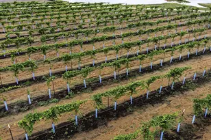 14931 Shavers Dr, Willis, TX 77318 - Photo 16