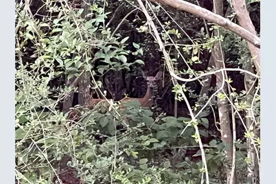 0000 Evergreen Lot 1 Fm 362 Road, Waller, TX 77484 - Photo 16