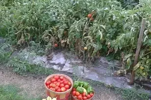 9235 Ruth Rd, Rosharon, TX 77583 - Photo 44