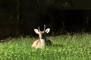 408 W Eucalyptus St, Village Mills, TX 77663 - Photo 36