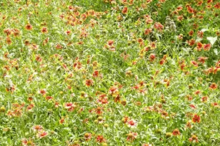 11913 McAngus Rd, Del Valle, TX 78617 - Photo 12