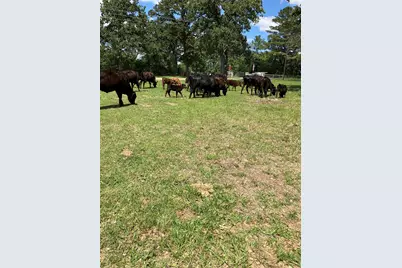 22349 Fm 359 Road, Hempstead, TX 77445 - Photo 4
