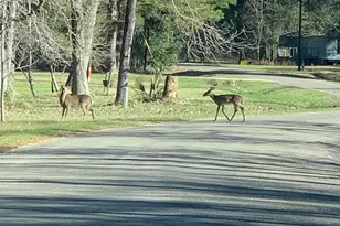 202 Armadillo T, Onalaska, TX 77360 - Photo 34