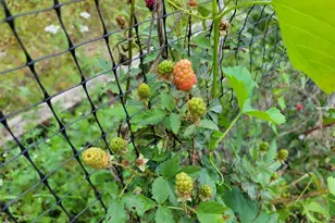 13534 Walker Rd, Conroe, TX 77302 - Photo 40