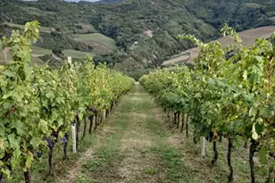 25 Via Modiglianese 25Â€“27Â€“29 Ex LocalitÃ  Ridiane, Almont, CO 47019 - Photo 10