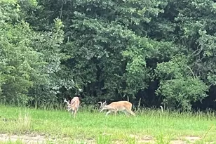 17401 Hwy 21 W, North Zulch, TX 77872 - Photo 42