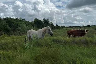 0 County Rd 306, Brazoria, TX 77422 - Photo 1