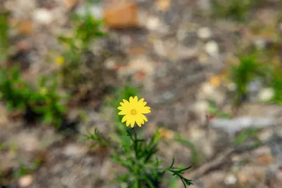 Tbd Halamicek Loop, Fayetteville, TX 78940 - Photo 16