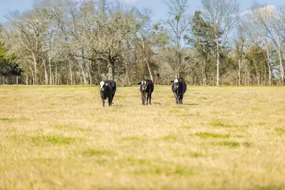 1009 County Road 324, Navasota, TX 77868 - Photo 20
