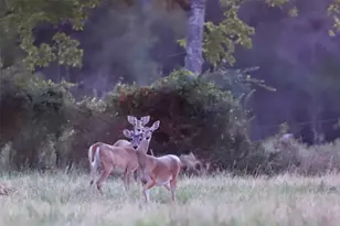 312 Fm 391, Wheelock, TX 77859 - Photo 22