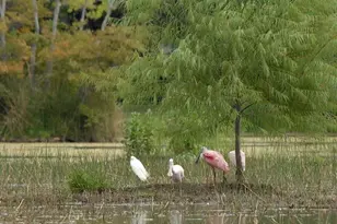 34 Kerloch Point, Spring, TX 77379 - Photo 48