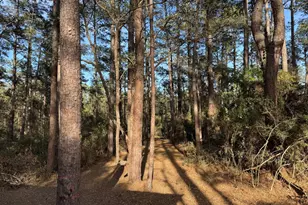 31483 N US Hwy 69, Zavalla, TX 75980 - Photo 26