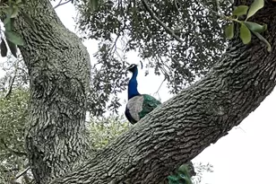 1518 Co Rd 307, El Campo, TX 77437 - Photo 38