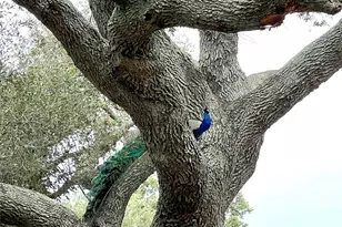 1518 Co Rd 307, El Campo, TX 77437 - Photo 34