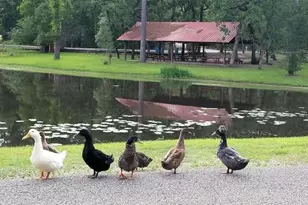 Tbd Cimmaron Dr, Stagecoach, TX 77355 - Photo 2