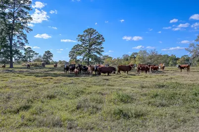 125 Acres Spring Branch Road, Montgomery, TX 77316 - Photo 10
