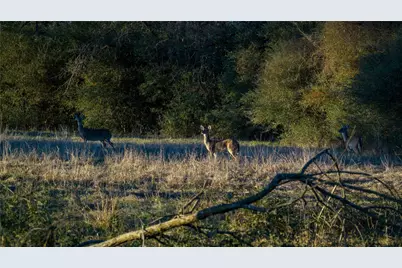 1728 Cr 384, Marquez, TX 77865 - Photo 26