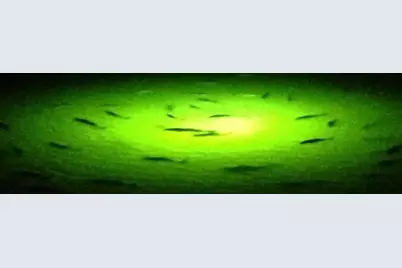 2 Little Torch, Hitchcock, TX 77563 - Photo 44