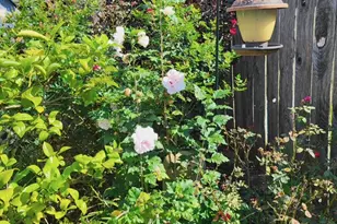 21235 Lily Springs Dr, Porter, TX 77365 - Photo 38