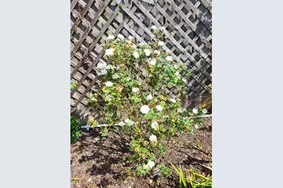 21235 Lily Springs Drive, Porter, TX 77365 - Photo 36