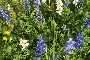 35494 Betka Rd, Hempstead, TX 77445 - Photo 36