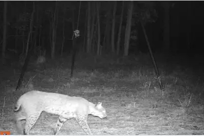 45 Acres Fm 229, Crockett, TX 75835 - Photo 12