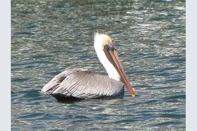 15 Half Moon, Hitchcock, TX 77563 - Photo 46