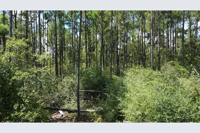 Tract 18 Pr 8160, Lovelady, TX 75851 - Photo 4