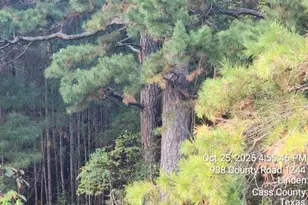 938 County Road 1244 Rd, Linden, TX 75563 - Photo 2