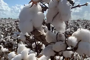 12485 Sandy Point Rd, Bryan, TX 77807 - Photo 12