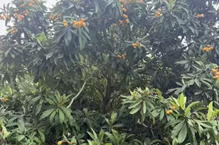 8910 Neff St, Houston, TX 77036 - Photo 6