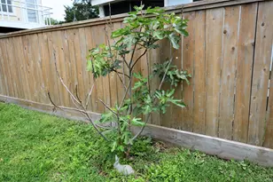 4009 Nenana Dr, Houston, TX 77025 - Photo 28
