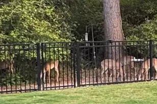 8518 Tombron Grove Rd, Magnolia, TX 77354 - Photo 42